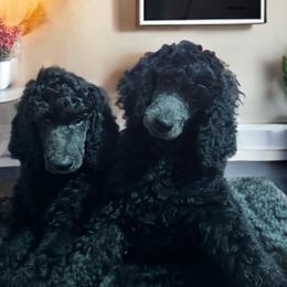 Poodle Puppies from GYCAM STANDARD POODLE