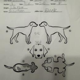 Snow moon - Black and white female German Shorthaired Pointer puppy in San Antonio, Texas from Alvarado Farm Kennels, LLC