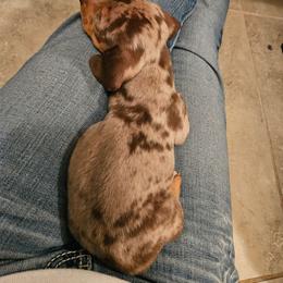 Dachshund Puppies from SouthernMama Doxies