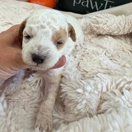 Betsy - Parti female Goldendoodle puppy in Cherry Tree, Pennsylvania from Plum Creek Acres Next Generation