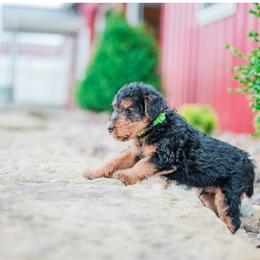 Lime Green Male - Black and tan male Welsh Terrier puppy in Marshallville, Ohio from Anne's Pups