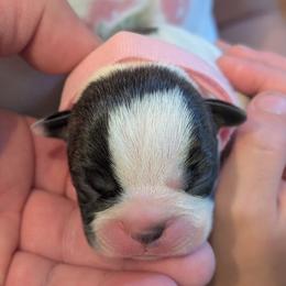 Cowey Leche (Pink Collar) - Black brindle and white female Boston Terrier puppy in Littleton, Colorado from Boston Jelly Beans
