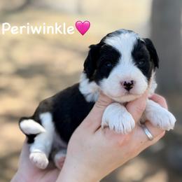 Periwinkle - Black tri-color female Aussiedoodle puppy in Lancaster, Minnesota from Finney Ranch