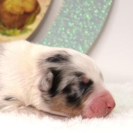 Boy 1 - male Australian Shepherd puppy in Clinton, Missouri from RockyTop Hearts