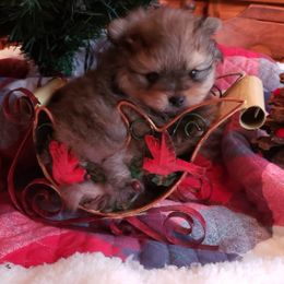 Pomeranian Puppies from FrasierLand Pom Parents