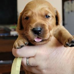 Yellow girl - Dark golden female Golden Retriever puppy in Merino, Colorado from High Plains Goldens