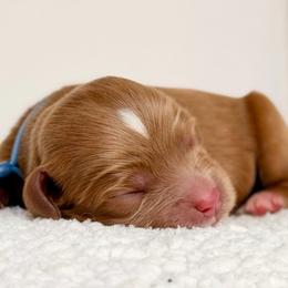 Boy 2 - Red male Cavapoo puppy in Pentwater, Michigan from Dumaw Creeks Pups