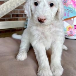 Goldendoodle Puppies from Halo Doodles