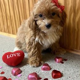 Autumn - Apricot female Maltipoo puppy in Lancaster, Kentucky from Dream Paws Puppies, LLC