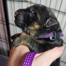 Girl 2 - Black and red female German Shepherd puppy in Roanoke, Alabama from Von Schönen Träumen German Shepherds