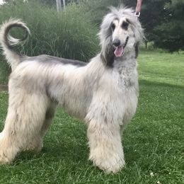 Lina - Afghan Hound