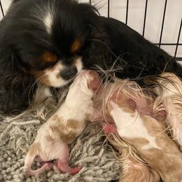 Cavalier King Charles Spaniel Puppies from Tsarevich Goldens and Cavaliers