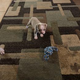 AvaA (purple collar) - Lilac female Boston Terrier puppy in Red Rock, Arizona from Knucklez Kids