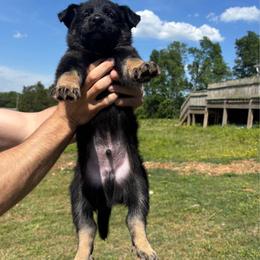 Balto,  Blue Collar Male - Black and tan male German Shepherd puppy in Milan, Illinois from Stonewick German Shepherds