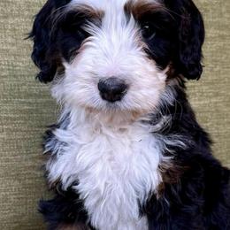 Steve- Green collar boy - Tri-color male Bernedoodle puppy in Colorado Springs, Colorado from Mercy Mountain Bernedoodles