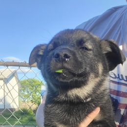 Black - Black and gray male Norwegian Elkhound puppy in Northfield, Minnesota from Furever Elkhounds