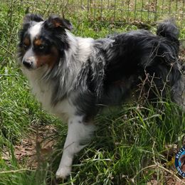Miniature American Shepherd, Miniature Australian Shepherd, and Toy Australian Shepherd All Grown Up from Best Little Aussies