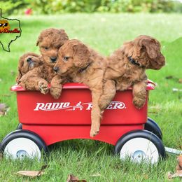 Goldendoodle Puppies from OodlesODoodles