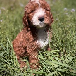 Bernedoodle and Goldendoodle Puppies from Selah Mountain Dogs
