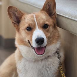 Nexxus - Pembroke Welsh Corgi