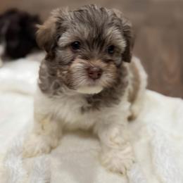 Sable and white male - Silver sable male Havanese puppy in Douglas, Georgia from Huffer Hounds and Havanese