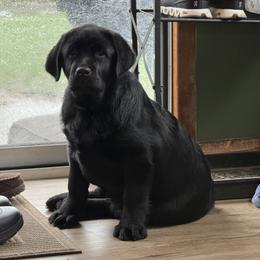 German Shepherd and Labrador Retriever Puppies from Buckley Labradors