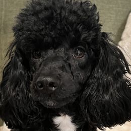 Poppy - Poodle