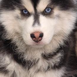 Phineas - Black and white male Siberian Husky puppy in East Tawas, Michigan from BurnsBerg's Woolies