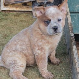 Tabasco - Red mottled male Australian Cattle Dog puppy in China Grove, North Carolina from Indigojos Australian Cattle Dogs