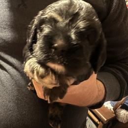 Reba - Black white and tan female Cocker Spaniel puppy in Columbia, South Carolina from Fleur de Lis Cockers- Cuchna Cockers