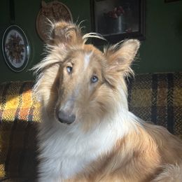 Memphis - Collie