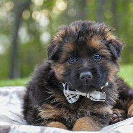 Gray Collar - Black and red male German Shepherd puppy in Howell, Michigan from Sheyenne Buentello's German Shepherds