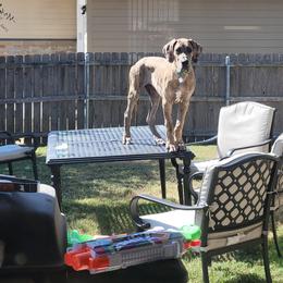 Great Dane Puppies from KD Sweet Southern Danes