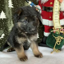 Snowflake - Black and tan female German Shepherd puppy in Walla Walla, Washington from Silver Knight Shepherds