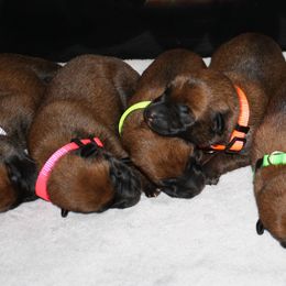 Belgian Malinois Puppies from Pyrex Kennels