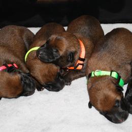 Belgian Malinois Puppies from Pyrex Kennels