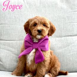 Joyce - Caramel red female Australian Labradoodle puppy in Diamond Bar, California from Furrytaildoodles