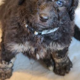 Boy 4 - Bernedoodle puppy in Grant, Michigan from Sanchez Bernedoodle Puppies