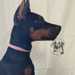Daisy - Cropped Female AV DISCOUNT - Doberman Pinscher puppy from Jackson's Dobermans