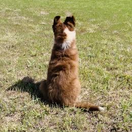 Border Collie Puppies from SoCal Border Collies
