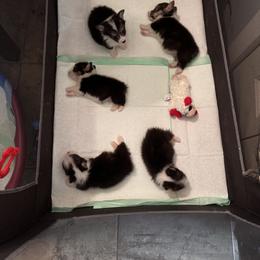 Pembroke Welsh Corgi Puppies from Double C Corgi's