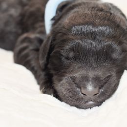 Bluebell - Black Goldendoodle puppy in Ponce De Leon, Florida from A Golden Summer