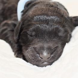 Bluebell - Black Goldendoodle puppy in Ponce De Leon, Florida from A Golden Summer