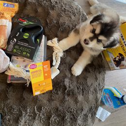 Alaskan Malamute Puppies from Sequoia Timber Malamutes