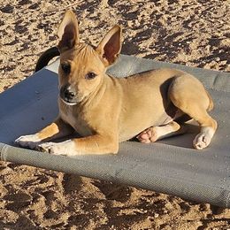 Boy 1 - Red white and sable male Rat Terrier puppy in Apple Valley, California from Dynamite Rat Terriers