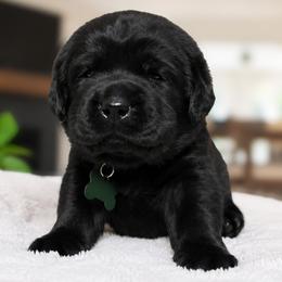 Michael Jackson - Black male Labrador Retriever puppy in Charlotte, North Carolina from Patton Premier Labradors
