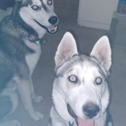 Siberian Huskies from Hughes Huskies