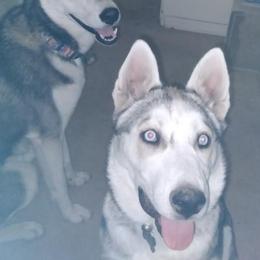 Siberian Huskies from Hughes Huskies