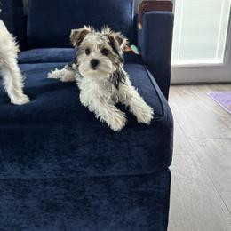 Parti female - Parti female Yorkshire Terrier puppy in Pikeville, North Carolina from A Yorkie’s World