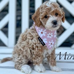Mirabel - Goldendoodle puppy from JW Doodles